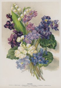 Violetit